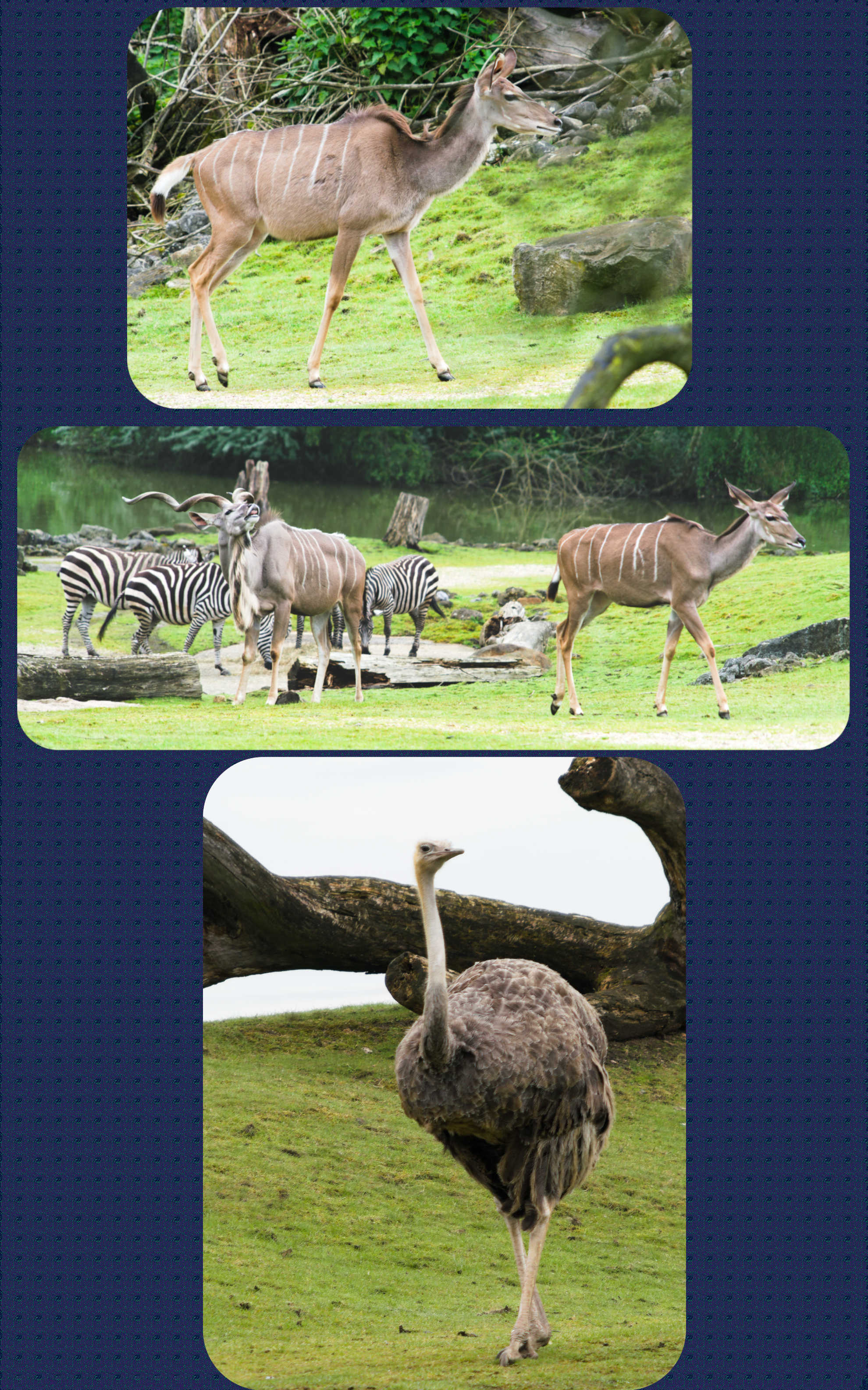 ZOOM Erlebniswelt Rappenantilope, Zebras und Strauß